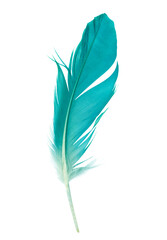 parrot feather color blue green turquoise on isolated white background