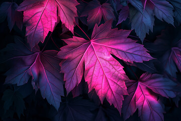 Digital Artistry Showcasing Ultra-Detailed Maple Leaves Illuminated with Radiant Light. A Canvas of Magenta and Light Black, Embracing Transparency and Translucency in a Stunning Display. RTX On