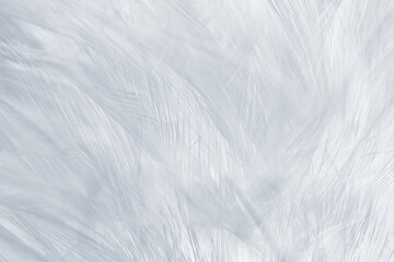 Gray white feather wooly pattern texture background - Powered by Adobe