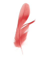 Beautiful red maroon feather isolated on white background