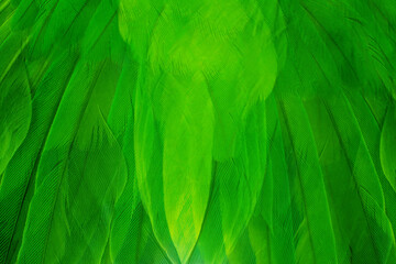 green feather texture pattern for background - 704733870