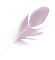 Beautiful purple caral blush colors tone feather isolated on white background ,trends color