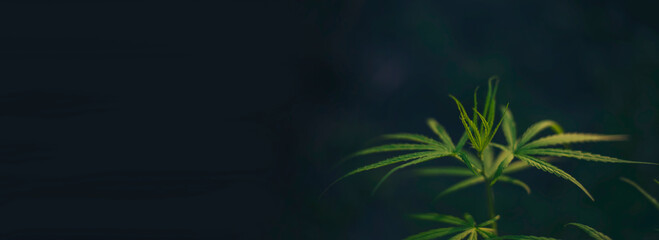Banner Green weed Marijuana tree cannabis plant narcotic herbal in CBC greenhouse. Panorama Hemp leaf made cannabis crude oil medicine farm. CBC, THC herb agriculture Weed leaf Drug with copy space