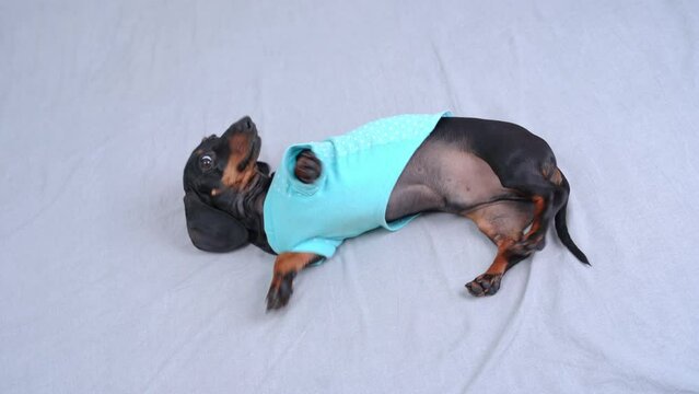 Funny little dachshund dog in blue clothes turns over on his back, capitulates in hierarchy, pose of submission slyly looks at owner Puppy follows handler commands to lie down Pet feigning illness