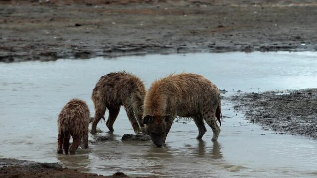 Spotted Hyenas eat a hippo carcus
