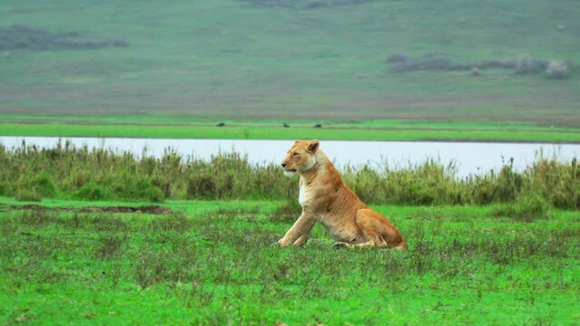 Lioness sitting in green grass yawns as she looks around.
