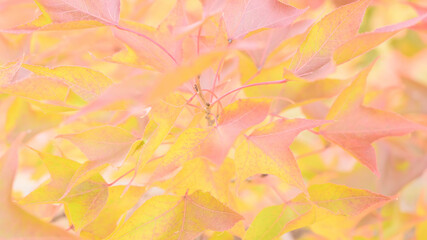 Fototapeta na wymiar 日本の秋をイメージした背景画像