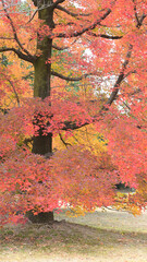 日本の秋をイメージした画像