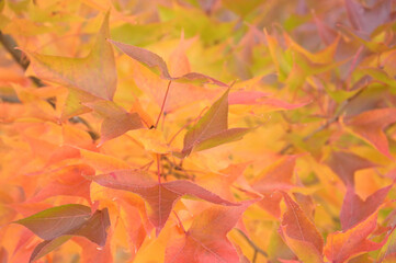 日本の秋をイメージした画像