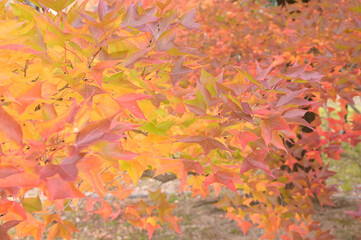 日本の秋をイメージした背景画像