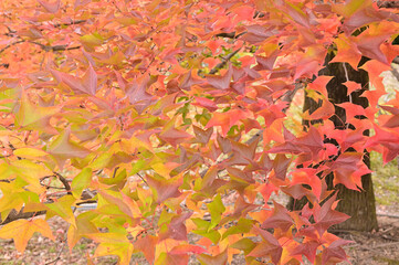 日本の秋をイメージした画像