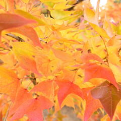 日本の秋をイメージした画像