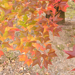 日本の秋をイメージした画像