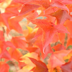 日本の秋をイメージした画像