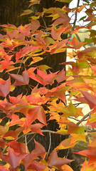 日本の秋をイメージした画像