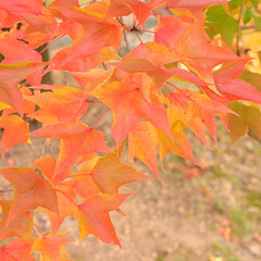 日本の秋をイメージした画像