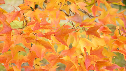 Naklejka na ściany i meble 日本の秋をイメージした画像