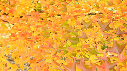 日本の秋をイメージした画像