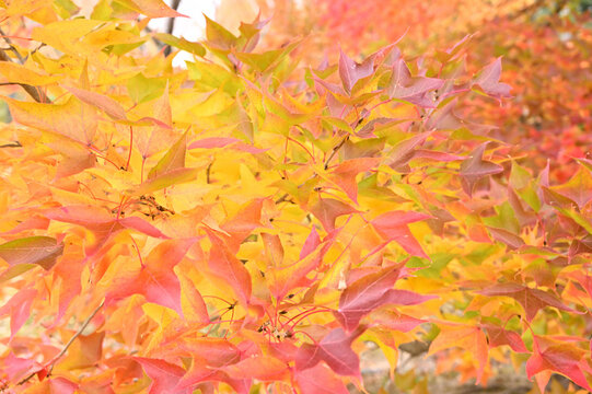 日本の秋をイメージした画像