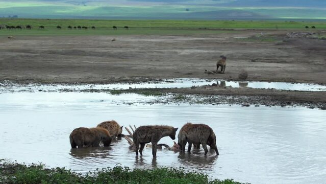 Hyenas pull a hippo carcus apart in the water