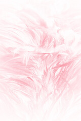 Fototapeta premium Coral pink vintage,feather pattern texture background,pastel soft fur for baby to sleep.