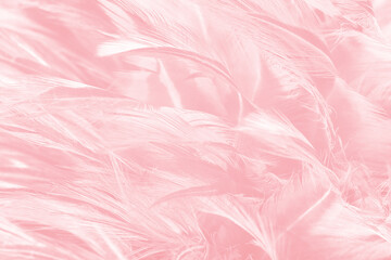 Beautiful soft pink feather pattern texture background - 704735088