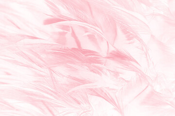  Beautiful soft pink feather pattern texture background - 704735091