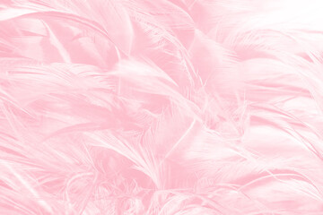Fototapeta na wymiar Beautiful soft pink feather pattern texture background