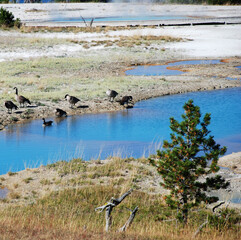 Spectacular panoramic views of West Thumb Geyser Basin in Yellowstone National Park, Wyoming Montana. Yellowstone Lake. Great hiking. Summer wonderland to watch wildlife and natural landscape. Geother