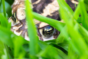 close up of a frog on the grass, sleeping hidden in the grass during the day