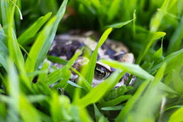 close up of a frog on the grass, sleeping hidden in the grass during the day