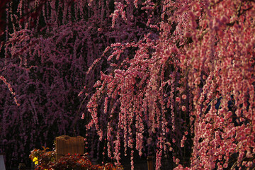 ライトアップされた梅