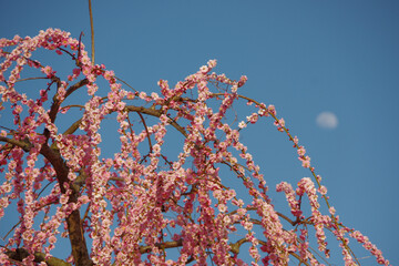 空としだれ梅