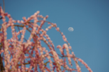 Fototapeta premium 月と梅と空