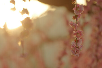 逆光の中の梅の花