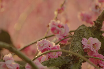 梅の花びら
