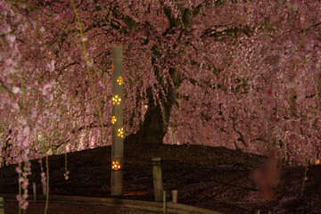 夜を彩る梅の花