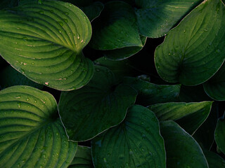 Rainy Lush green leaves from plant with water droplets