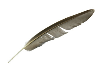 Beautiful  feather isolated on white background - 704736083