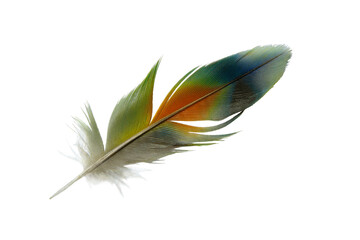 Beautiful macaw lovebird feather isolated on white background - 704736087
