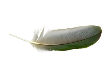 Beautiful macaw parrot feather bird isolated on white background - 704736096