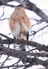 Cooper's hawk perching on a tree branch, Quebec, Canada