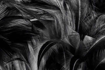 Beautiful dark black feather pattern  texture background