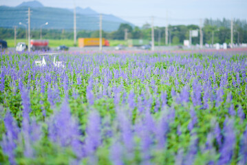 BLUE SALVIA flower garden travel location - 704737401