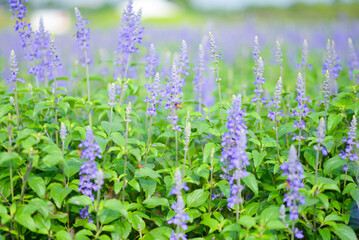 BLUE SALVIA flower garden travel location - 704737411