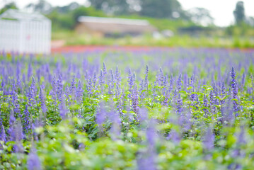 BLUE SALVIA flower garden travel location - 704737437