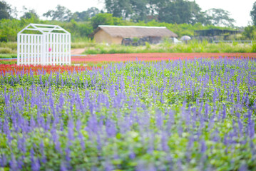 BLUE SALVIA flower garden travel location - 704737450