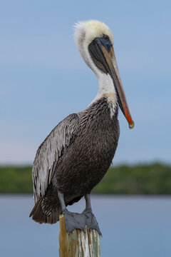 pelican on the beach