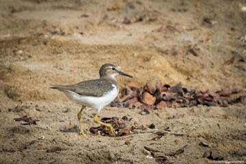 aves es estado natural y salvaje