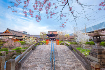Rokusonno shrine built in 963, enshrines MInamota no Tsunemoto the 6th grandson of Emperor Seiwa. It's one of the best cherryblossom viewing spots in Kyoto
 - obrazy, fototapety, plakaty